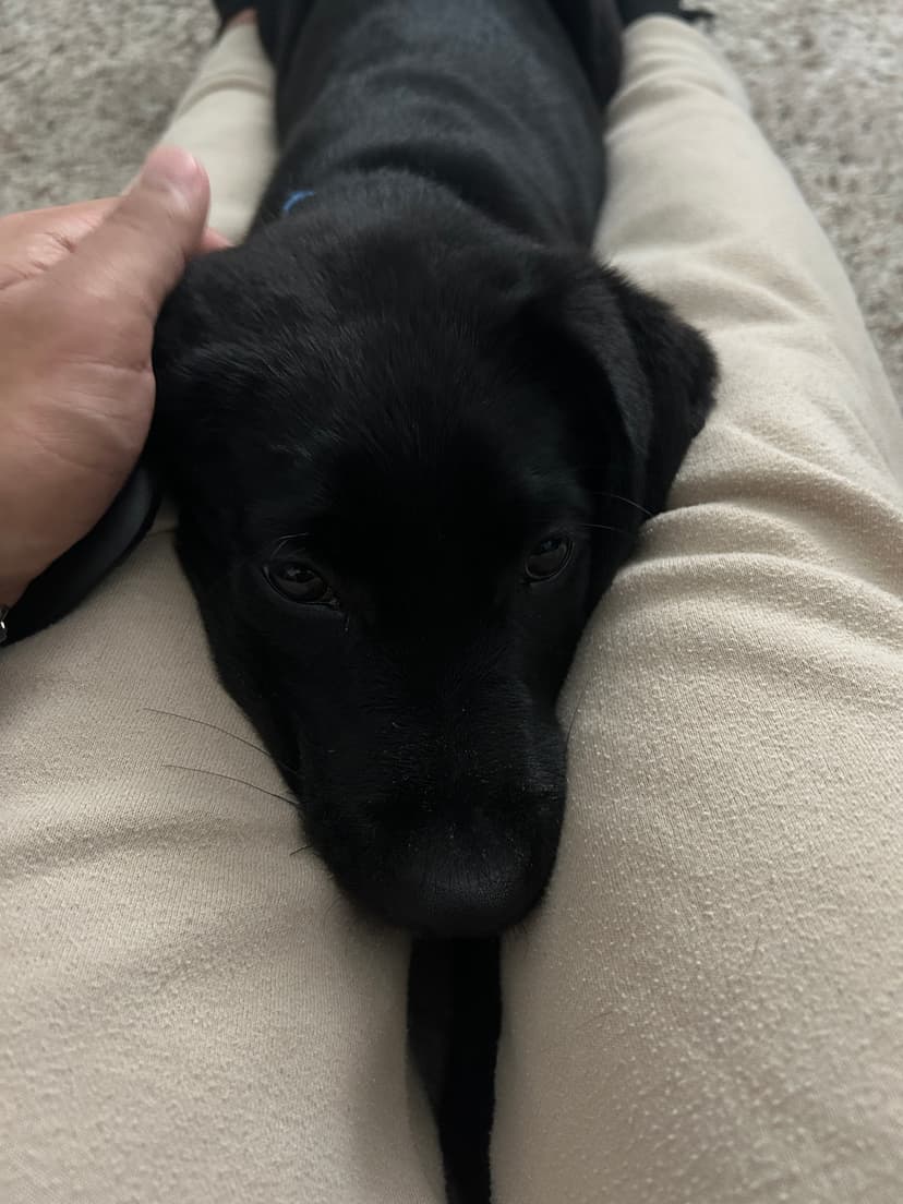 vinny, a guide dog trained by aggie guide & service dogs at texas a&m