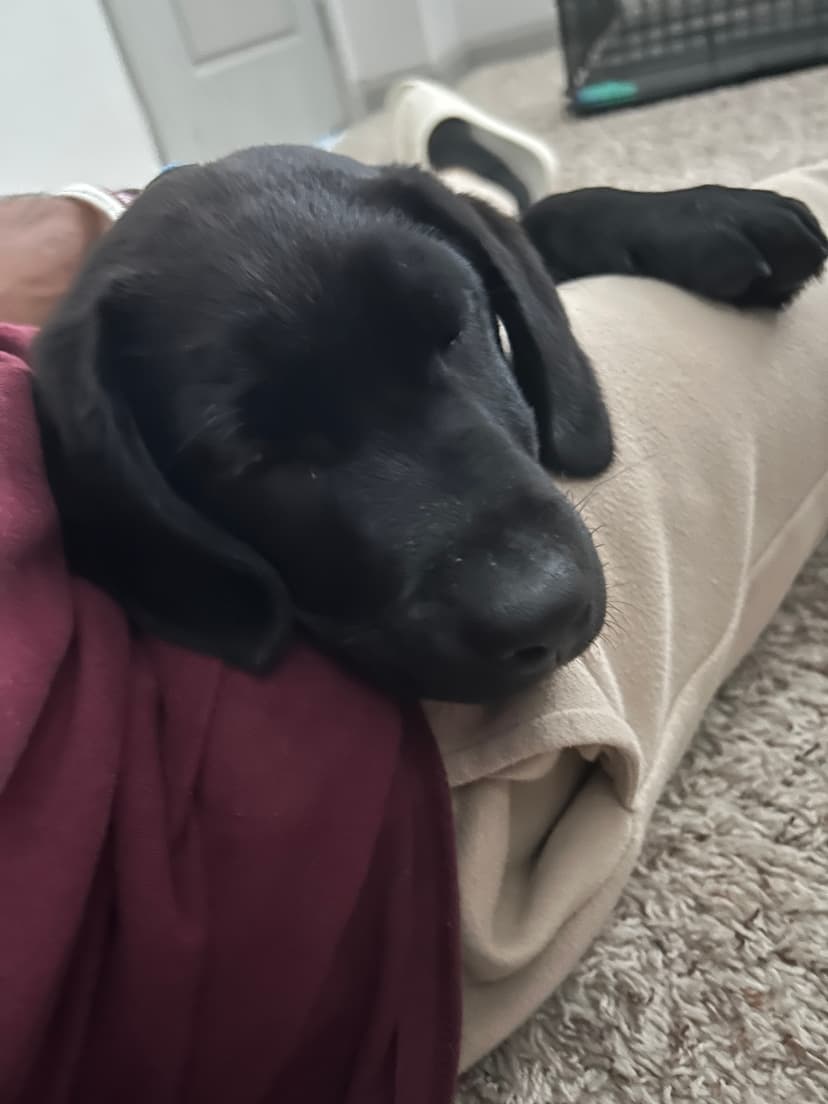 vinny, a guide dog trained by aggie guide & service dogs at texas a&m