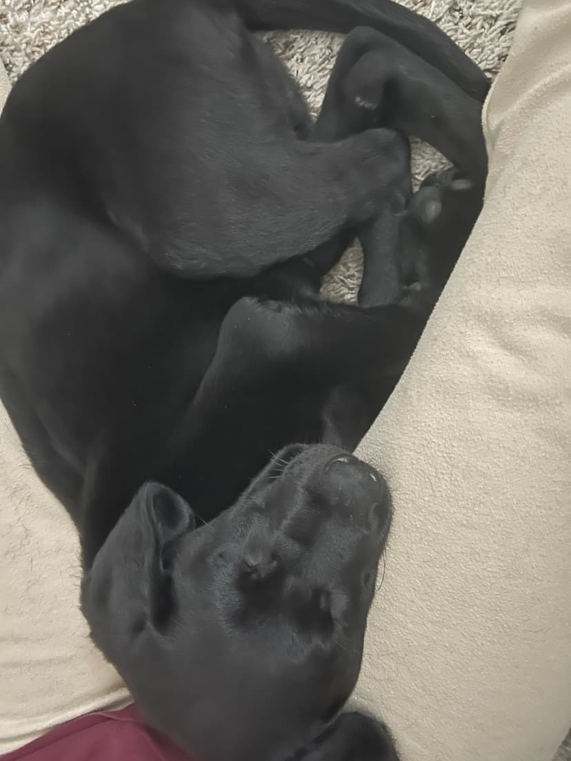 vinny, a guide dog trained by aggie guide & service dogs at texas a&m