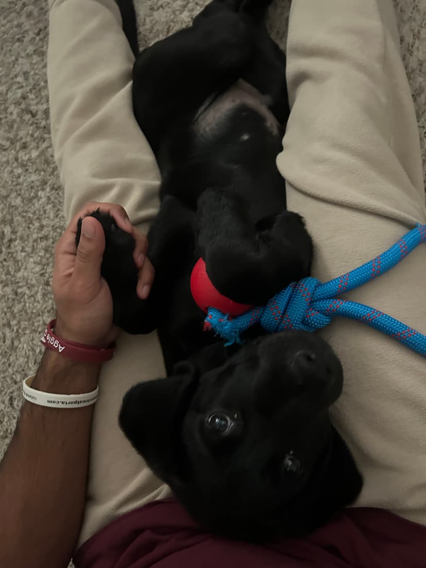 vinny, a guide dog trained by aggie guide & service dogs at texas a&m