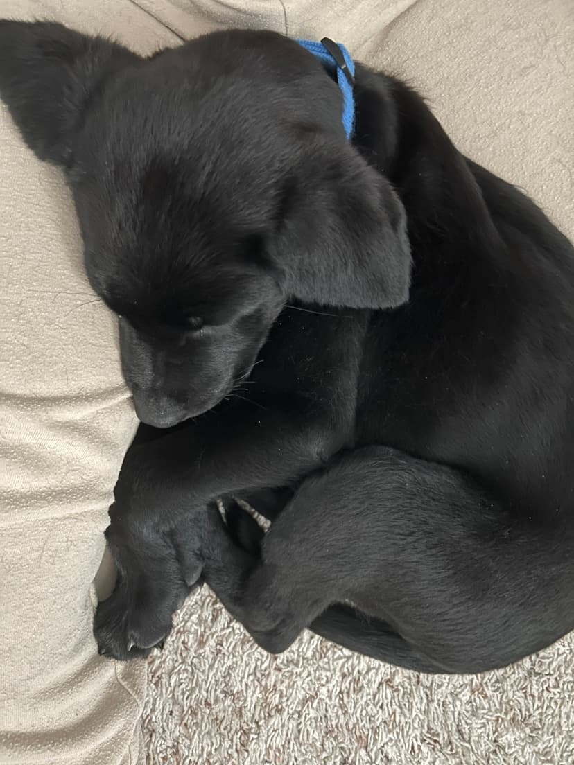 vinny, a guide dog trained by aggie guide & service dogs at texas a&m