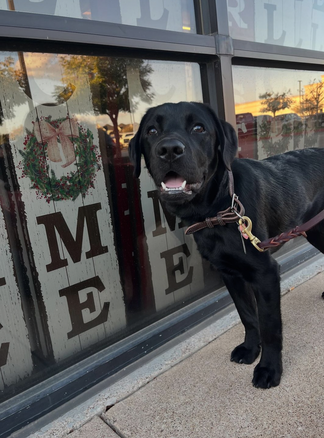 kodama the guide dog