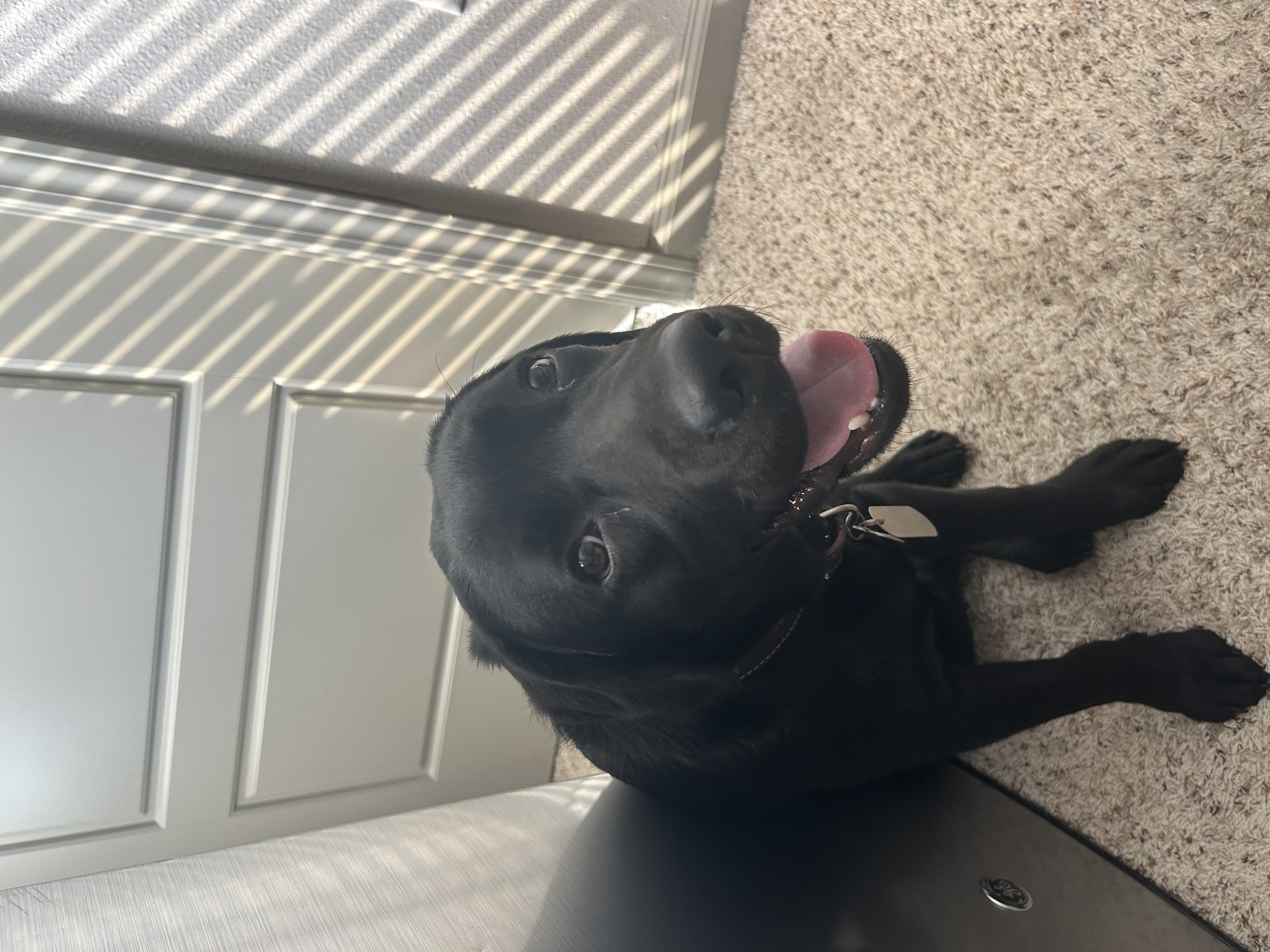 kodama the guide dog