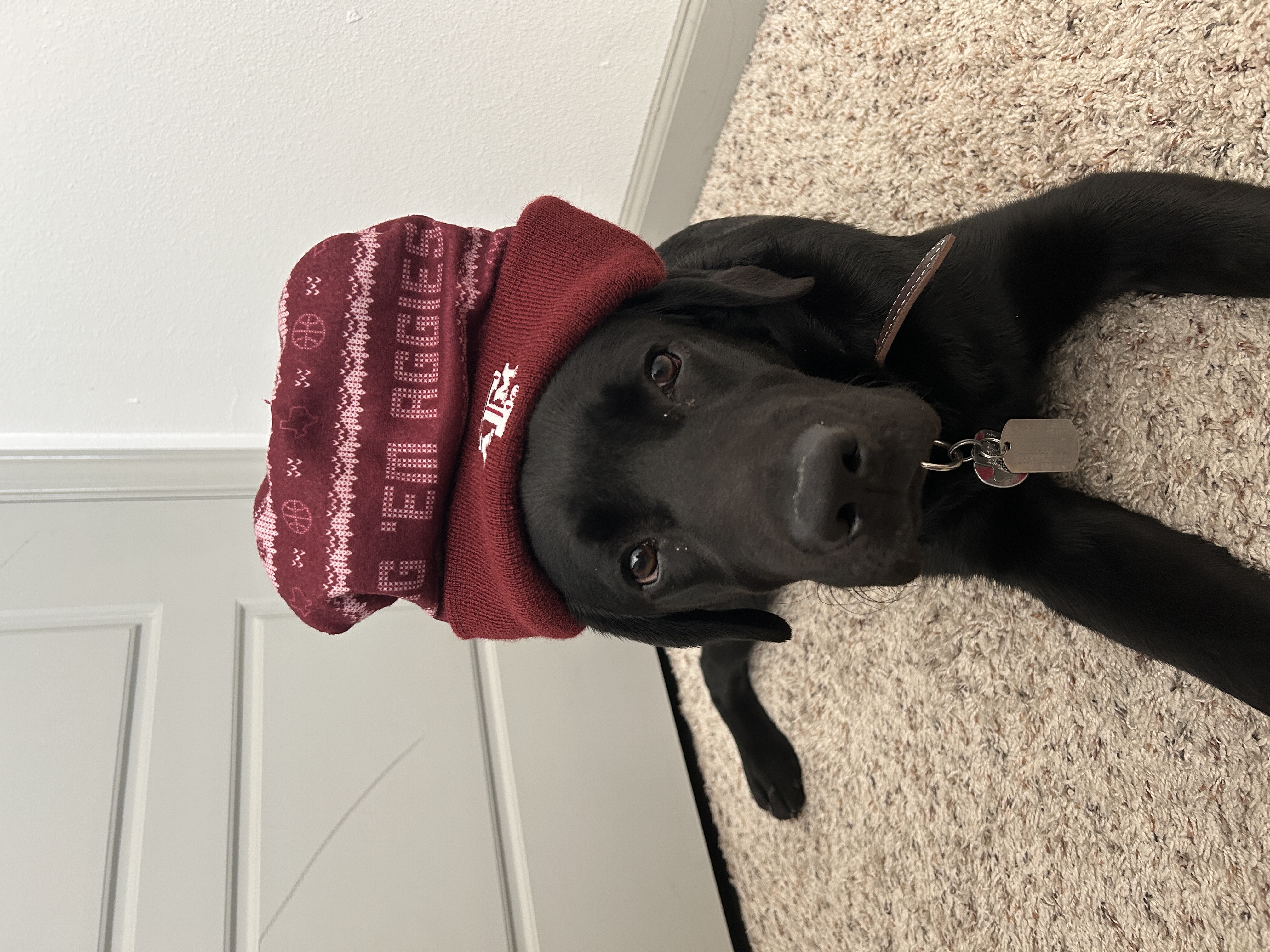 kodama the guide dog