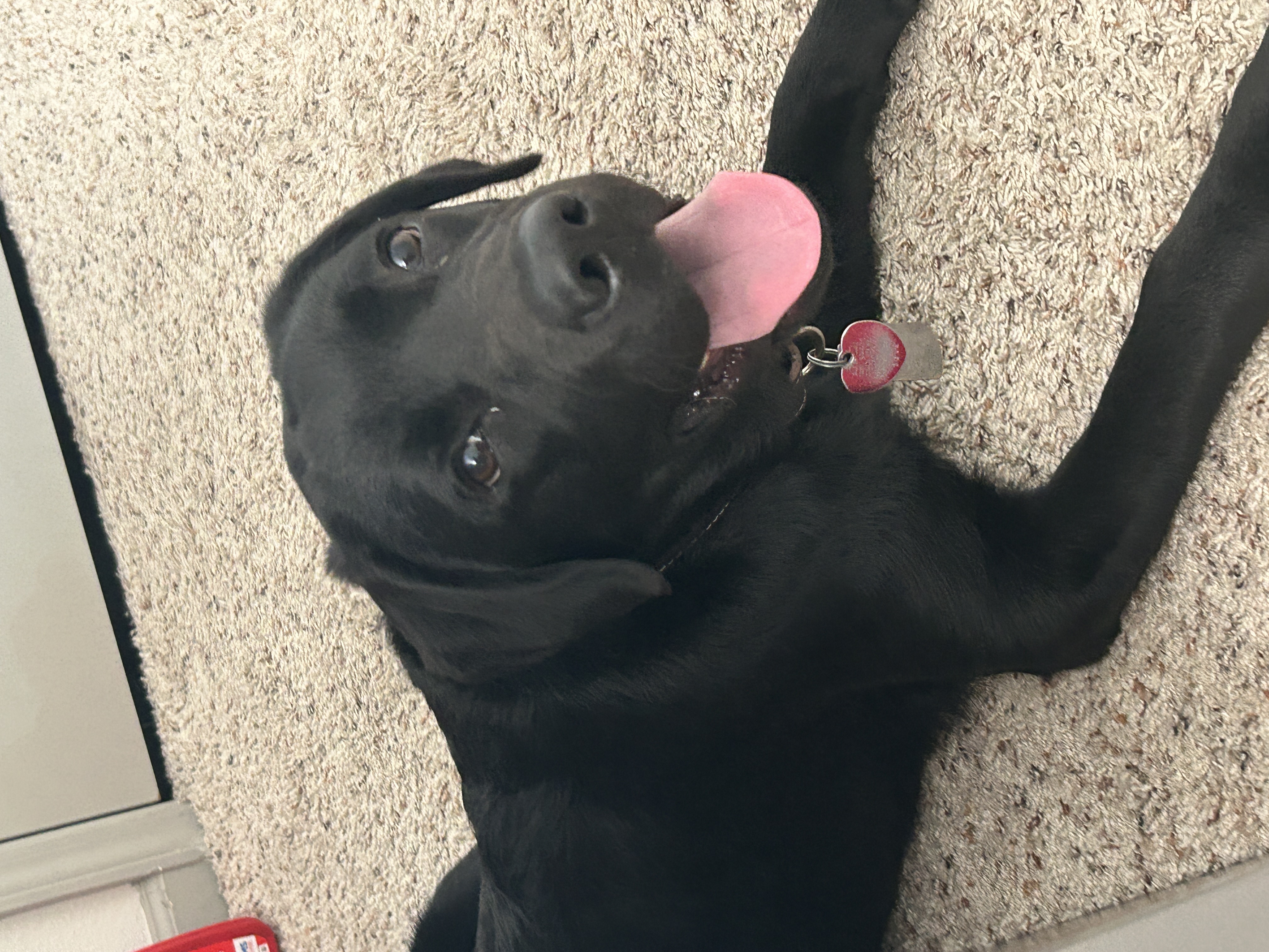 kodama the guide dog