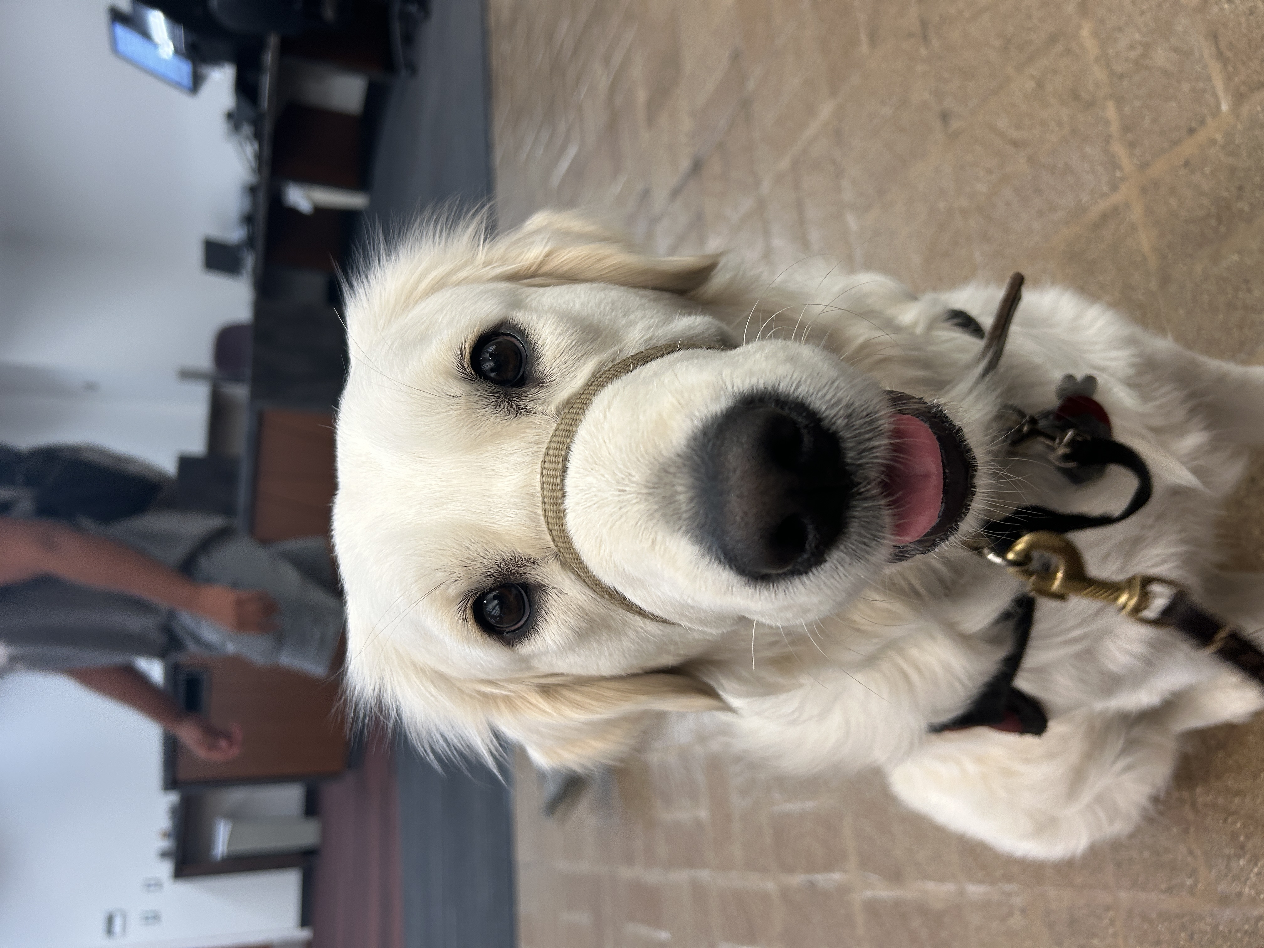 lily the guide dog