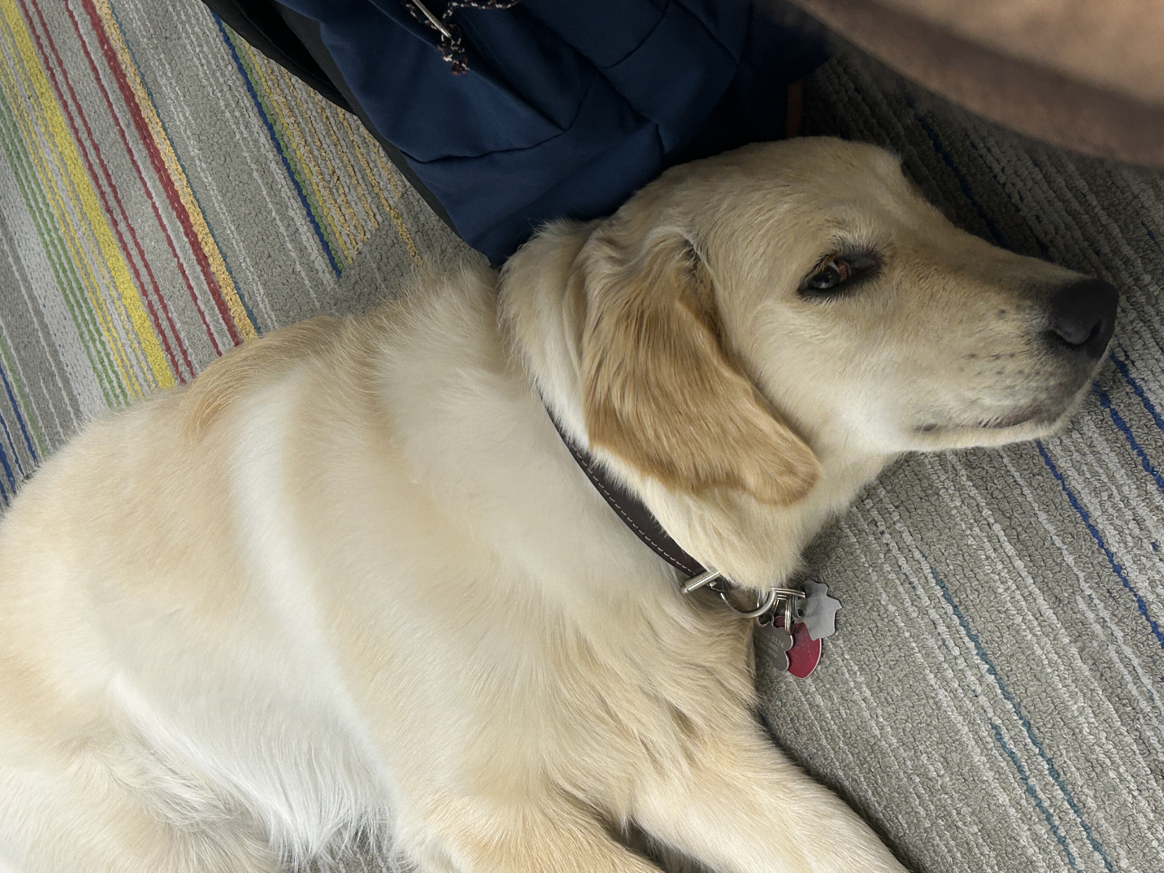 skylar the guide dog