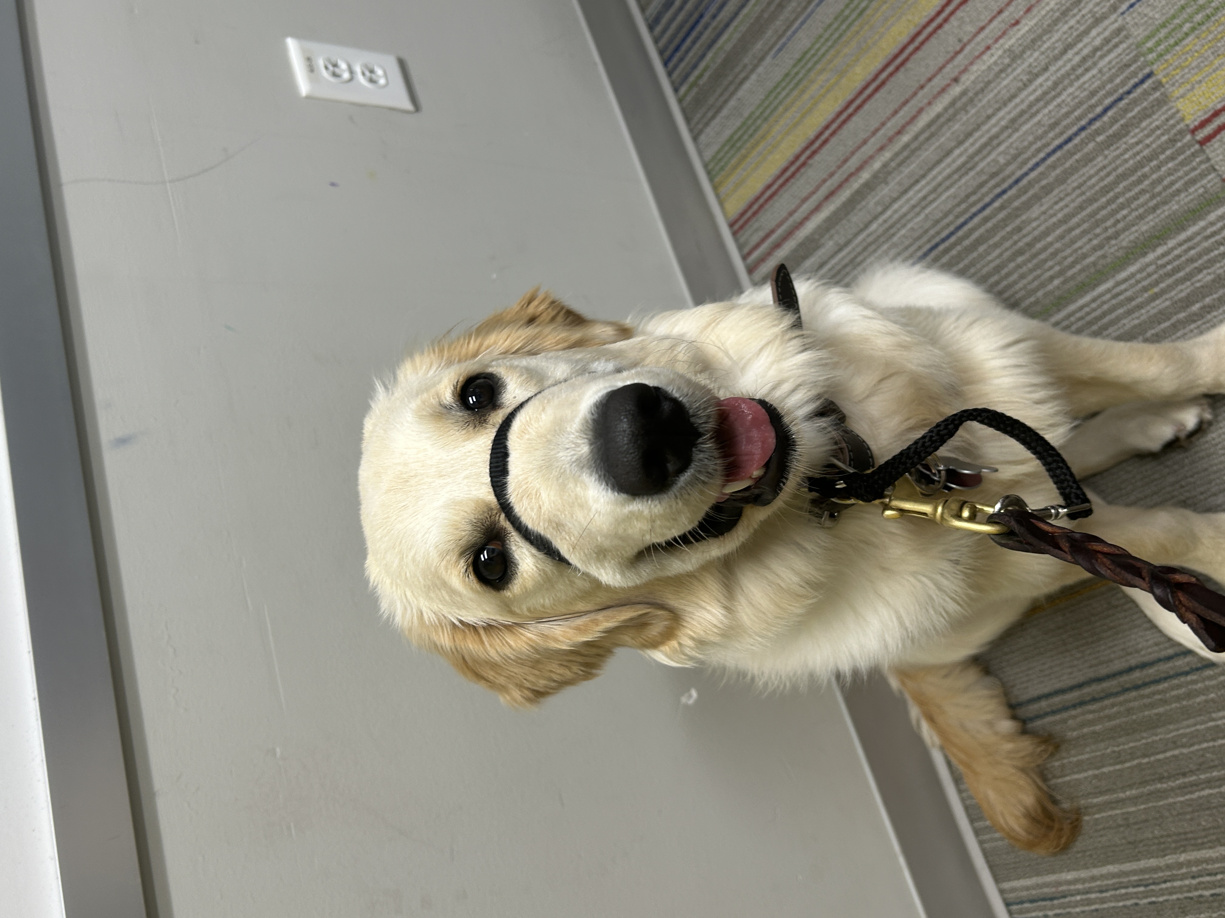 skylar the guide dog