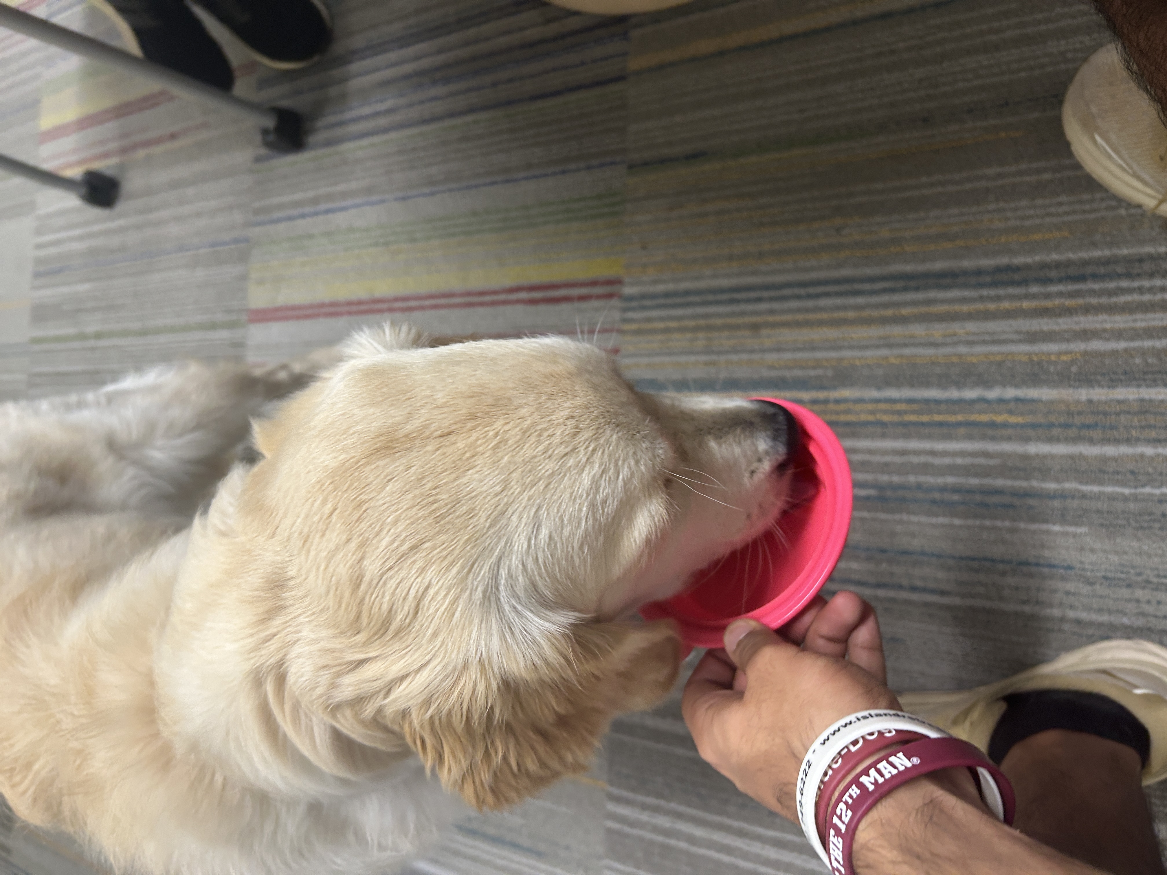 skylar the guide dog