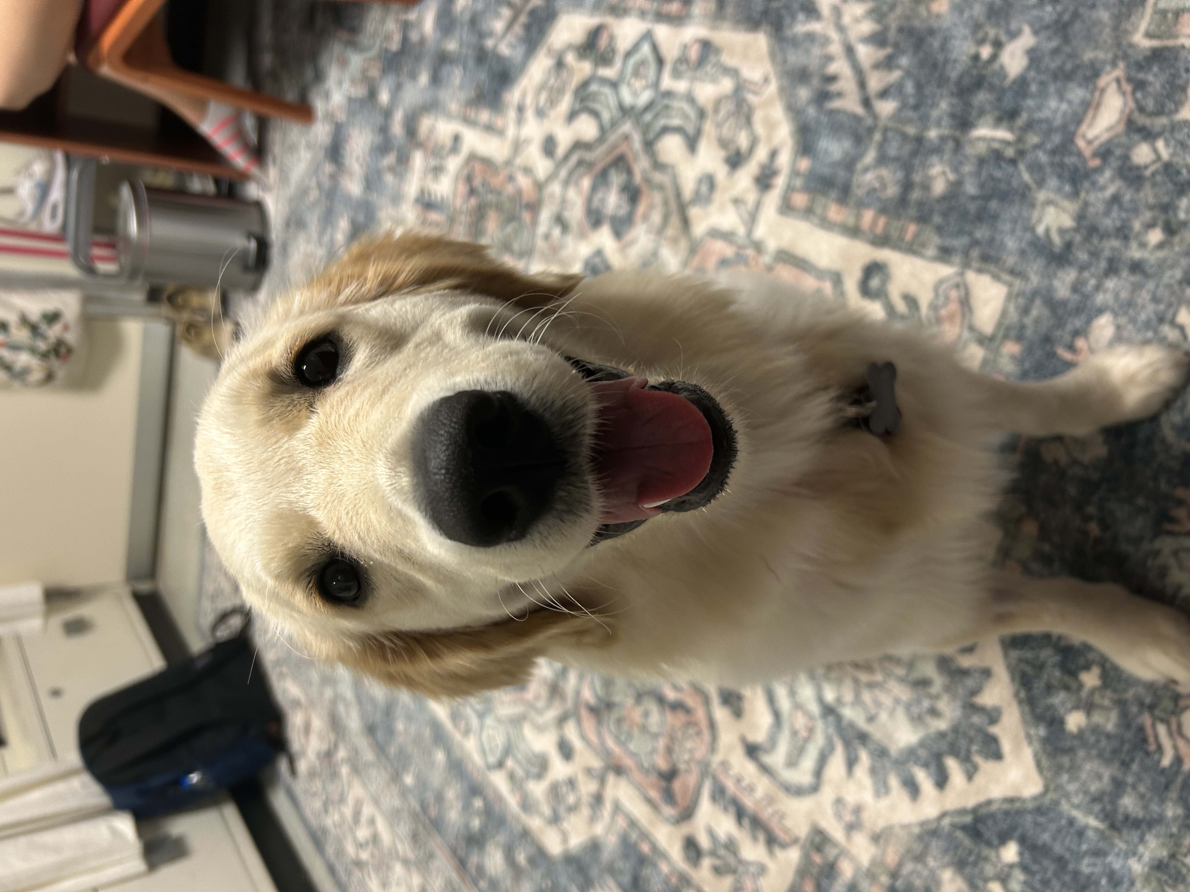 skylar the guide dog