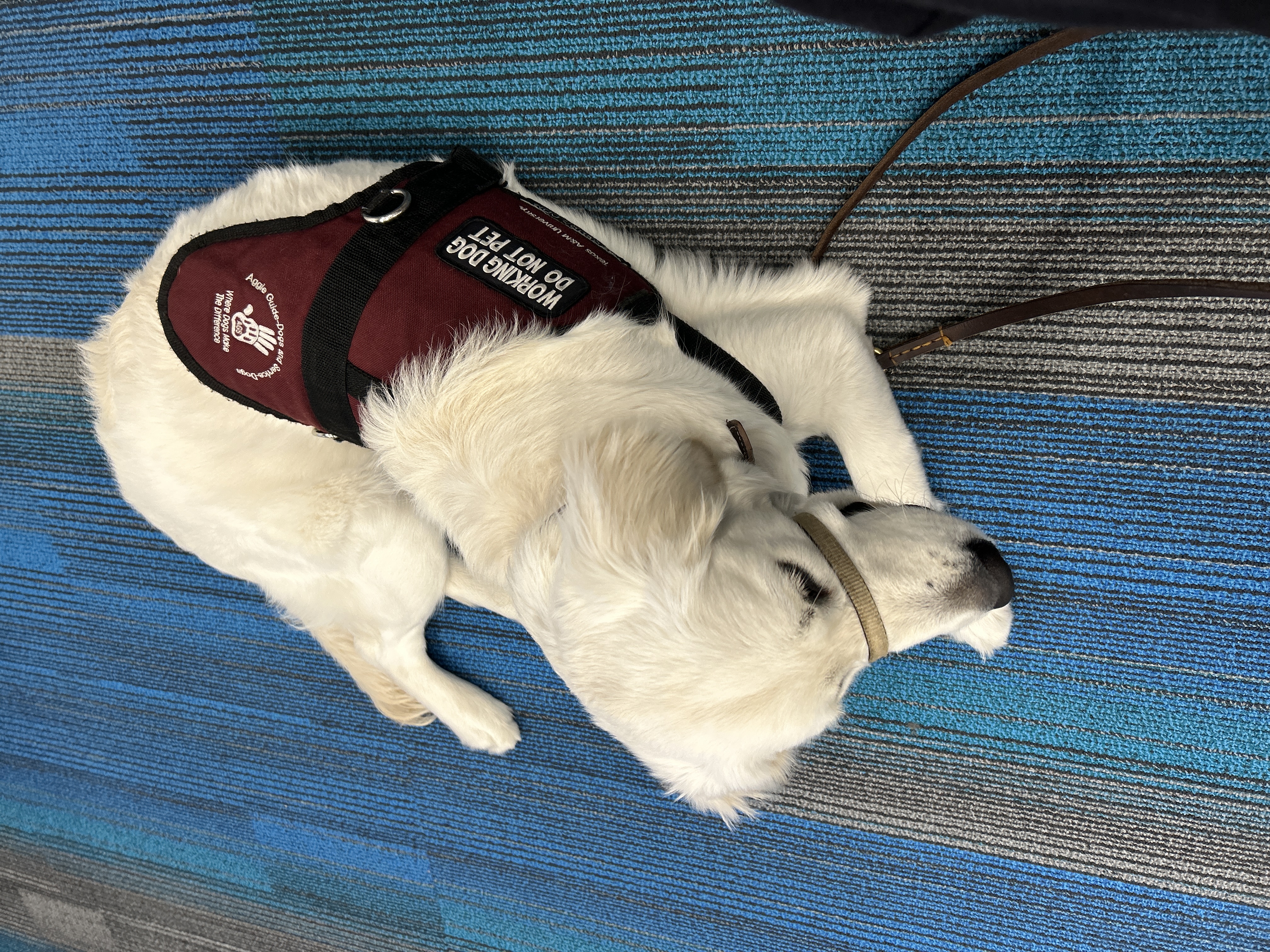 snow the guide dog